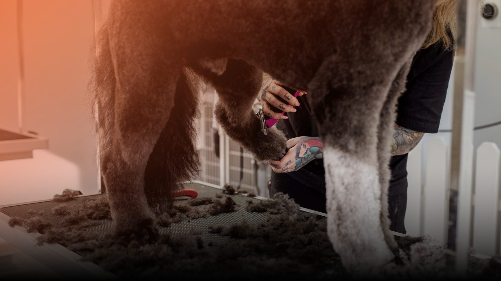 A groomer trimming a dog's coat on the grooming table