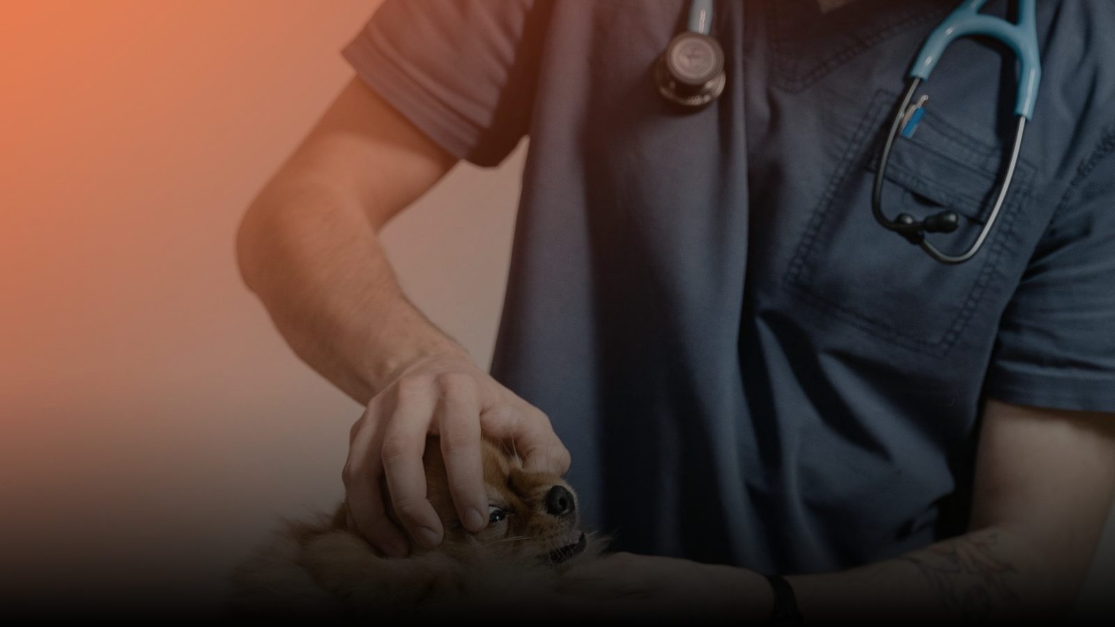 A veterinarian in scrubs with a stethoscope examining a patient